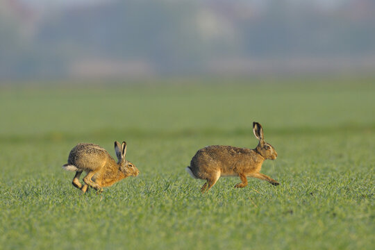 European Brown Hares in Field, Hesse, Germany