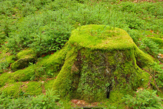 Moss Covered Tree Stump with Spruce Saplings, Odenwald, Hesse, Germany
