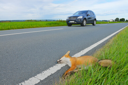 Dead Red Fox on Side of Road, Hesse, Germany