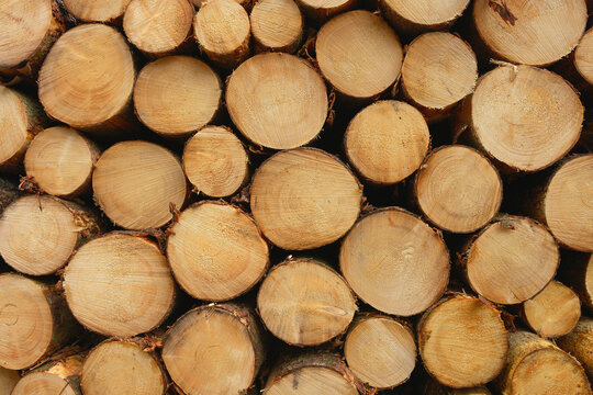 Stack of Spruce Logs, Odenwald, Hesse, Germany