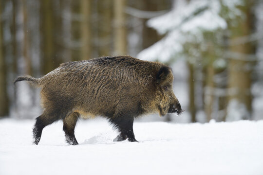 Wild Boar (Sus scrofa) in Winter, Bavaria, Germany