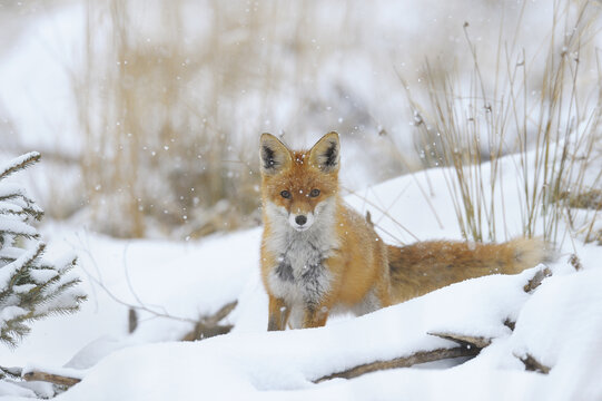 Red Fox (Vulpes vulpes) in Snowfall, Bavaria, Germany
