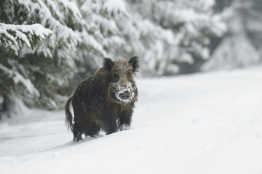 Wild Boar (Sus scrofa) in Winter, Bavaria, Germany
