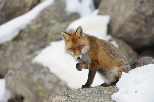 Red Fox (Vulpes vulpes) in Winter, Gran Paradiso National Park, Graian Alps, Italy