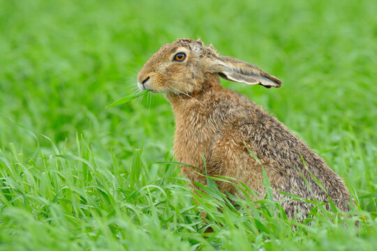 European Brown Hare (Lepus europaeus) in Grain Field in Springtime, Hesse, Germany