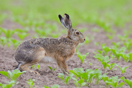 European Brown Hare (Lepus europaeus) in Sugar Beet Field in Springtime, Hesse, Germany