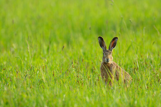 European Brown Hare (Lepus europaeus) in Meadow in Springtime, Hesse, Germany