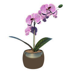 Front view of Plant Flower (Phalaenopsis amabilis Moth orchid 1) Tree png