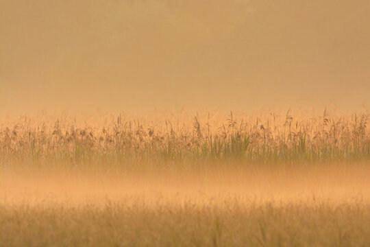 Reed Belt in Morning Mist at Sunrise, Hesse, Germany, Europe