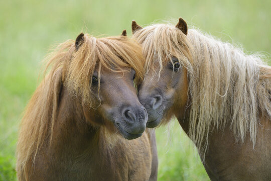 Close-up of Horses Nuzzling, Hesse, Germany
