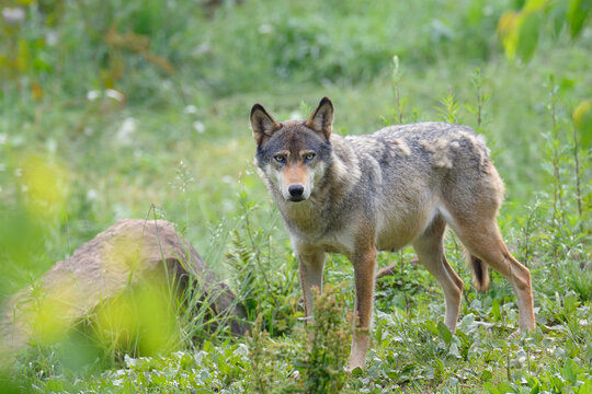 Portrait of European Wolf (Canis lupus), Germany