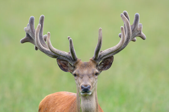 Portrait of Red Deer (Cervus elaphus) in Summer, Bavaria, Germany