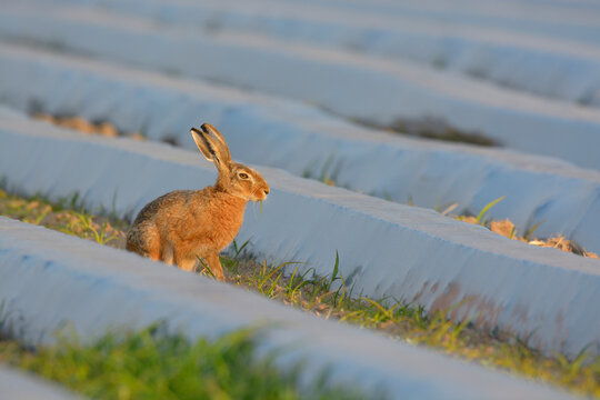 European Brown Hare (Lepus europaeus) on Field with Plastic Foil in Summer, Hesse, Germany