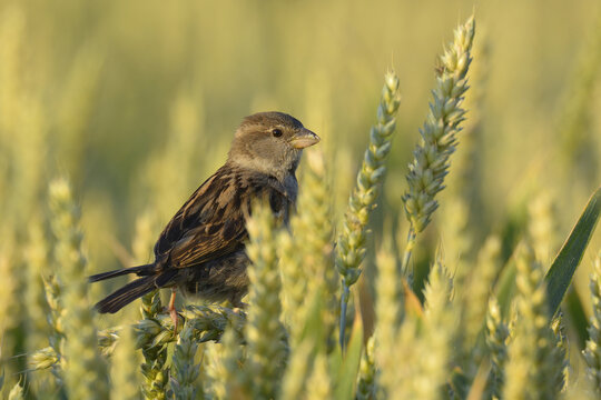 Male House Sparrow (Passer domesticus) in Wheat Field, Hesse, Germany