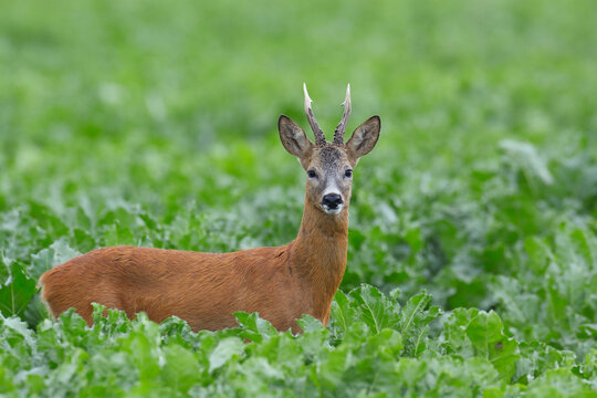 European Roebuck (Capreolus capreolus) in Sugar Beet Field in Summer, Hesse, Germany