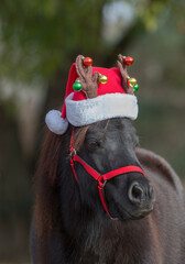 Christmas horse theme cute miniature horse portrait black pony wearing red Santa Claus reindeer hat...