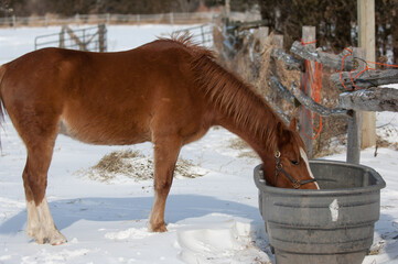 chestnut pony in winter drinking out of large water trough or water bucket in outdoor paddock  in cold temperatures winter equine care winter horse care looking after animals equines horses in cold 