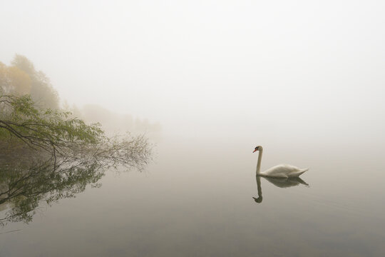 Mute Swan (Cygnus olor) on Lake in Early Morning Fog, Hesse, Germany, Europe