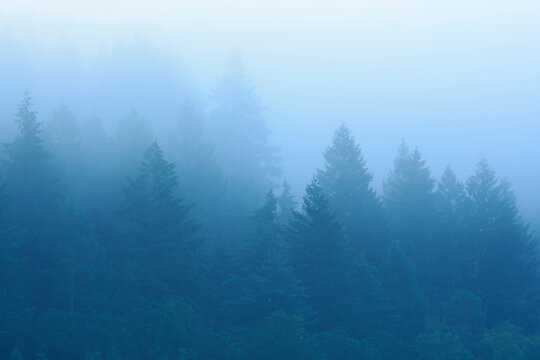 Spruce Forest in Fog, Spessart, Bavaria, Germany