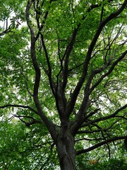 Fototapeta premium trees in the forest
