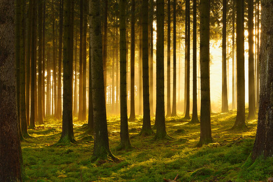 Spruce Forest in Early Morning Mist at Sunrise, Odenwald, Hesse, Germany