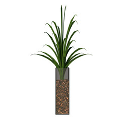 Front view of Plant (Pot with Pandanus amaryllifolius 1) Tree png