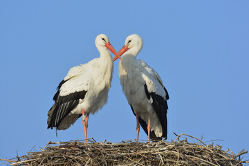 White Storks (Ciconia ciconia) on Nest, Hesse, Germany