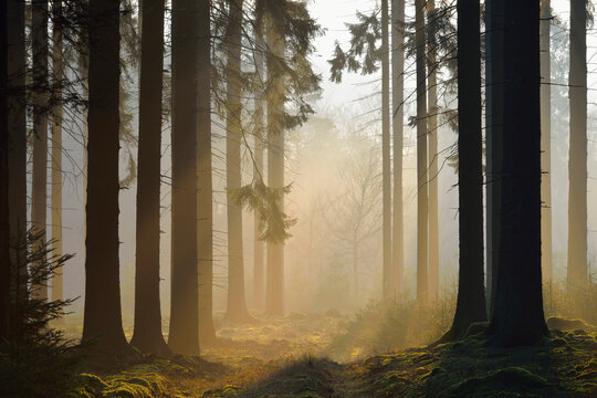Spruce Forest in Early Morning Mist at Sunrise, Odenwald, Hesse, Germany
