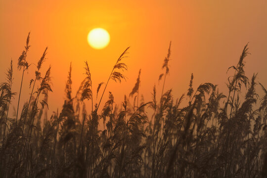 Reeds at sunrise, Hesse, Germany, Europe