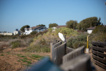 Fototapeta premium Bird Sitting on a Bridge