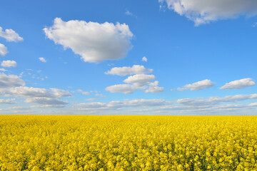 Blooming Canola Field, Odenwald, Hesse, Germany