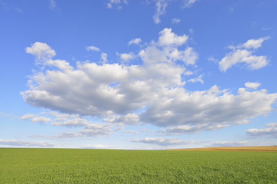 Corn Field with Cloudy Sky in Springtime, Odenwald, Hesse, Germany