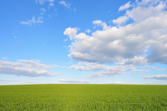 Corn Field with Cloudy Sky in Springtime, Odenwald, Hesse, Germany