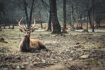 deer in the woods