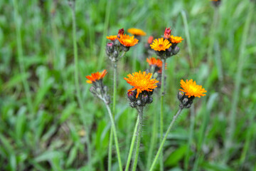 Orange Fox and Cubs (Pilosella aurantiaca) flowering