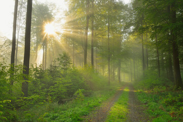 Sunbeams in European Beech (Fagus sylvatica) Forest, Spessart, Bavaria, Germany