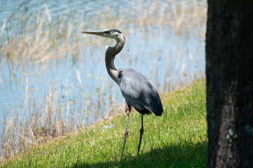 great blue heron