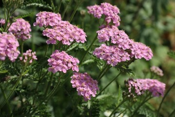 Close up pink yarrow flowers in the garden as floriculture collection