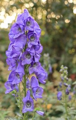 Closeup blue monshood flowers as floriculture collection