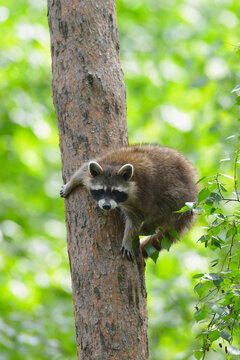 Raccoon (Procyon lotor) on Tree, Hesse, Germany, Europe