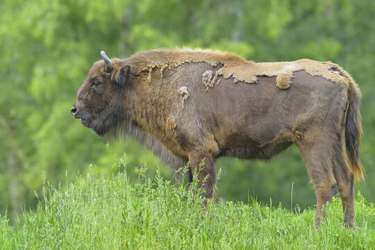 Portrait of European Bison (Bison bonasus), Hesse, Germany, Europe