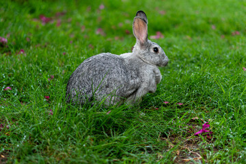 Chinchilla rabbit standing alert on green wet grass with pink flowers in the rain