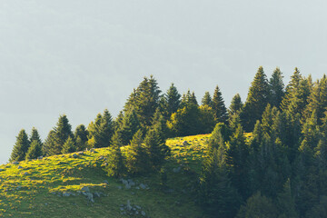 Spruces in morning light, Hohneck, Vosges, Alsace, France