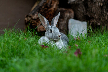 Chinchilla rabbit laying down alert in green grass field with pink flowers