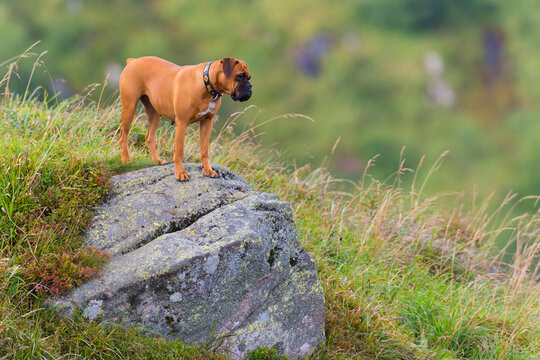 Boxer dog standing on a rock, Vosges, Alsace, France