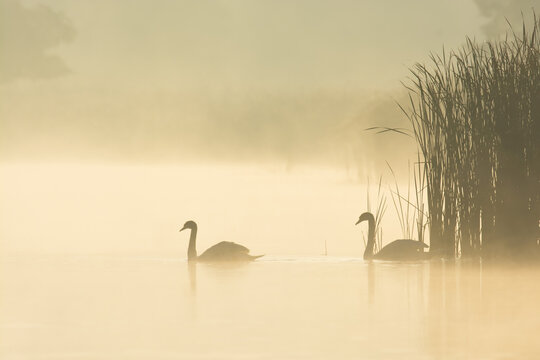 Mute Swans (Cygnus olor) on Misty Lake, Saxony, Germany