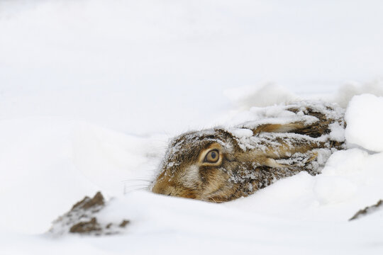 European Hare in Snow
