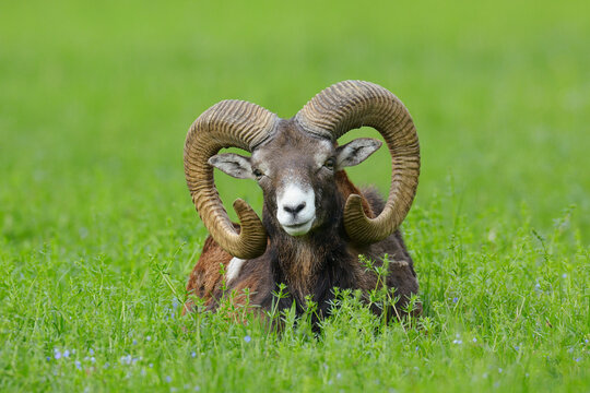 European Mouflon (Ovis orientalis musimon) Ram Lying in Meadow, Hesse, Germany, Europe