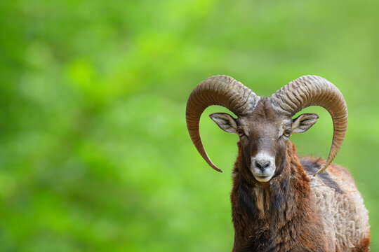European Mouflon (Ovis orientalis musimon) Ram, Hesse, Germany, Europe