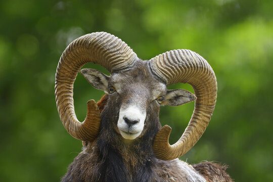 Close-Up of European Mouflon (Ovis orientalis musimon) Ram, Hesse, Germany, Europe